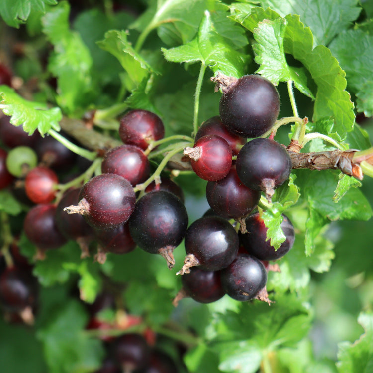 Jostabeere Confi®Beere Jogusto® - young plants