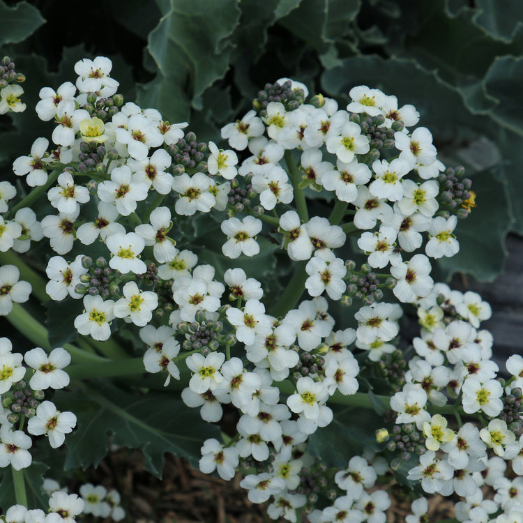 Meerkohl 'Caramba® Blue'-Jungpflanzen