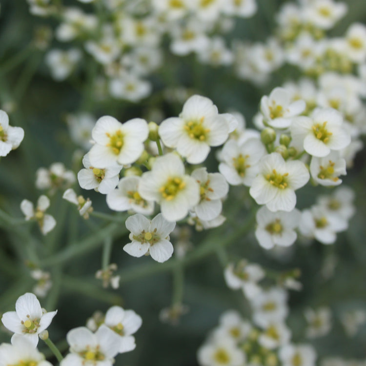 Sea kale 'Caramba® White' - young plants