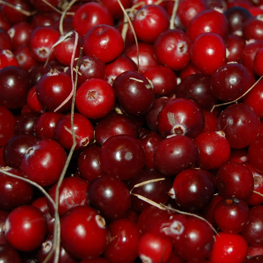 Cranberry 'Stevens' young plants