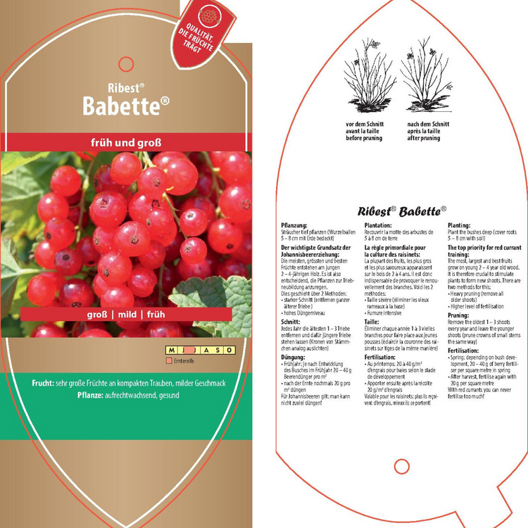 Bildetiketten - Ribes rubrum Ribest 'Babette®'