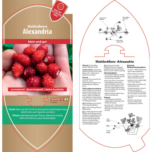 Bildetiketten - Fragaria 'Alexandria'