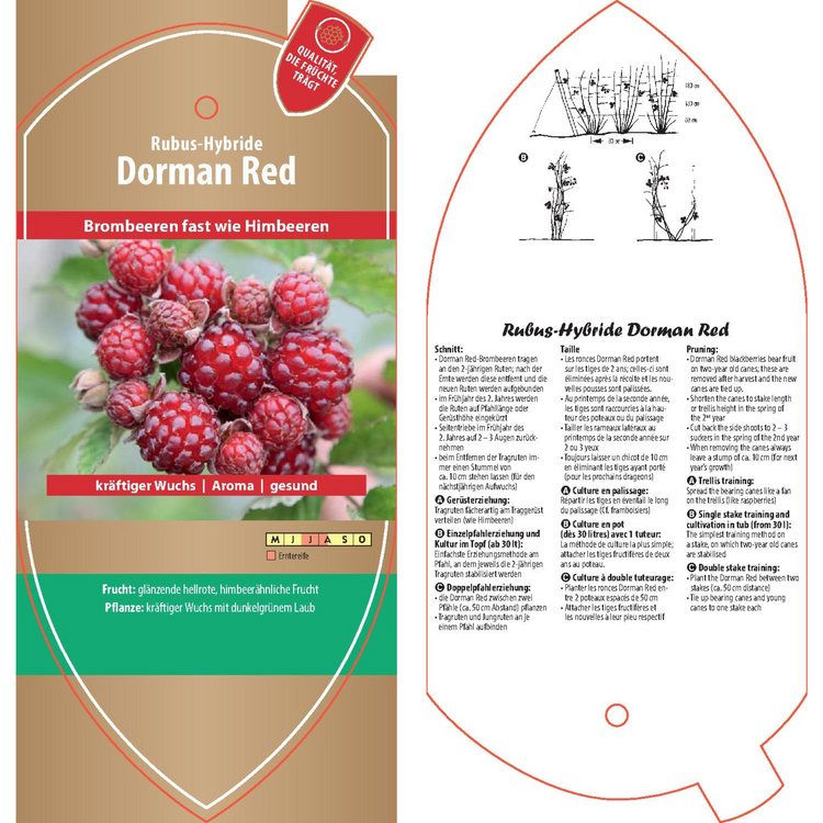 Picture labels - Rubus hybr. 'Dorman Red'