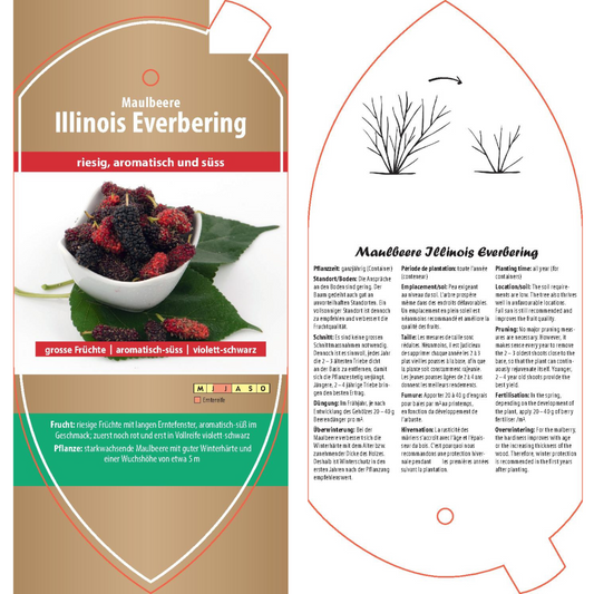 Bildetiketten - Morus sp. 'Illinois Everbering'