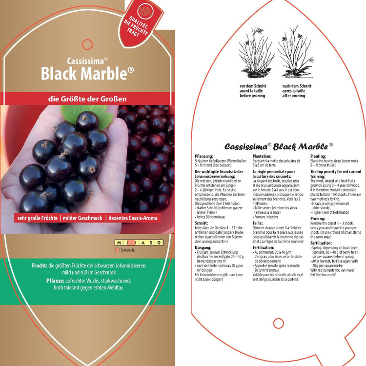 Bildetiketten - Ribes nigrum Cassissima® 'Black Marble®'