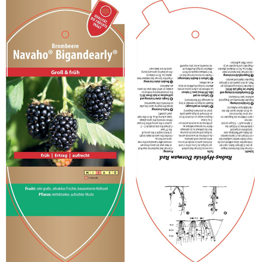 Bildetiketten - Rubus frut. 'Navaho® Bigandearly®'