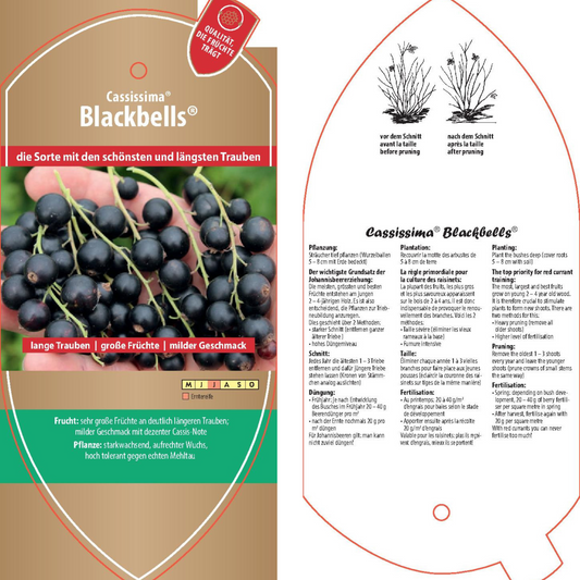 Picture labels - Ribes nigrum Cassissima® 'Blackbells®'