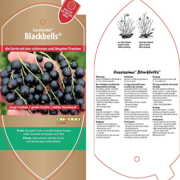 Bildetiketten - Ribes nigrum Cassissima® 'Blackbells®'