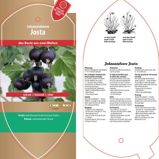 Bildetiketten - Ribes x nidigr. 'Josta'