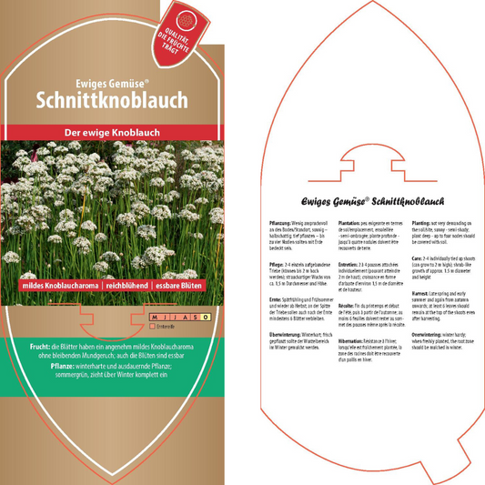 Bildetiketten - Allium tuberosum 'Schnittknoblauch'