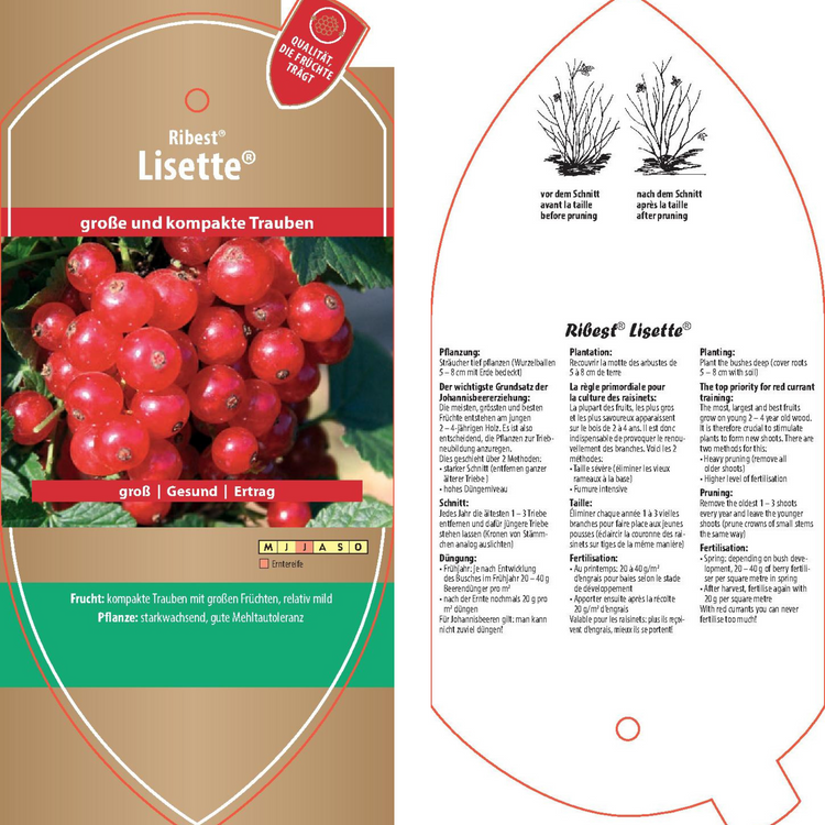 Picture labels - Ribes rubrum Ribest® 'Lisette®'