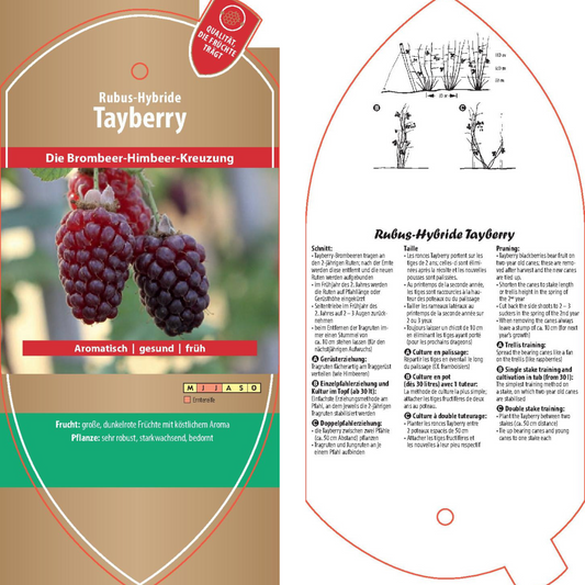 Bildetiketten - Rubus hybr. 'Tayberry'