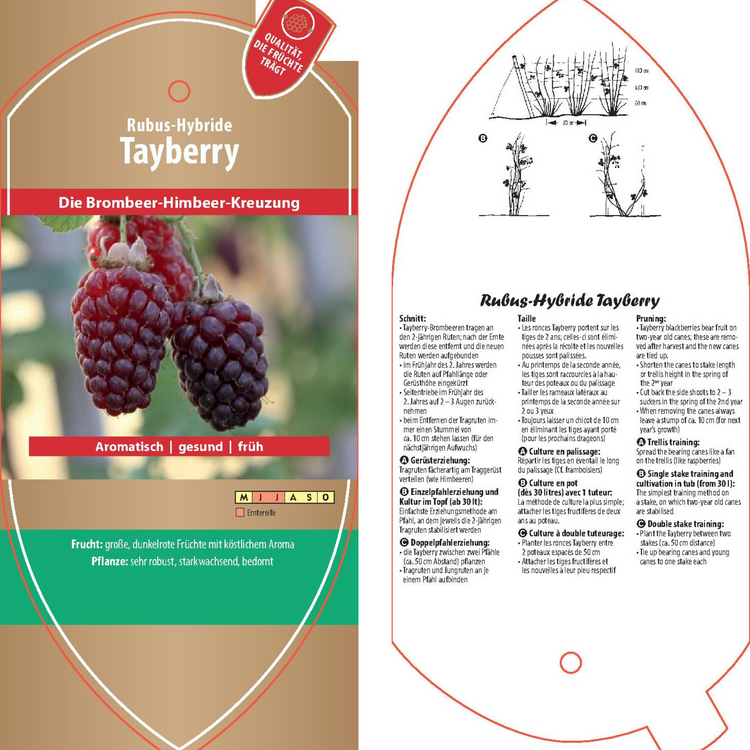 Picture labels - Rubus hybr. 'Tayberry'