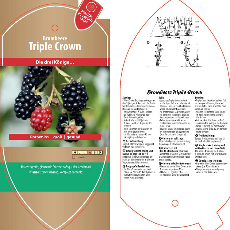 Bildetiketten - Rubus frut. 'Triple Crown'