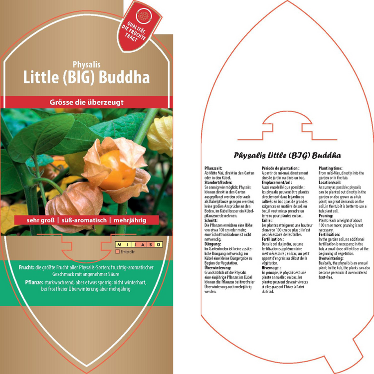 Bildetiketten - Physalis 'Little (BIG) Buddha'