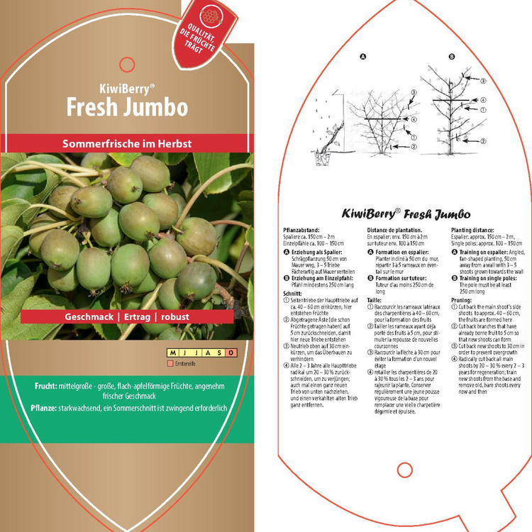 Bildetiketten - Actinidia arguta 'Fresh Jumbo'