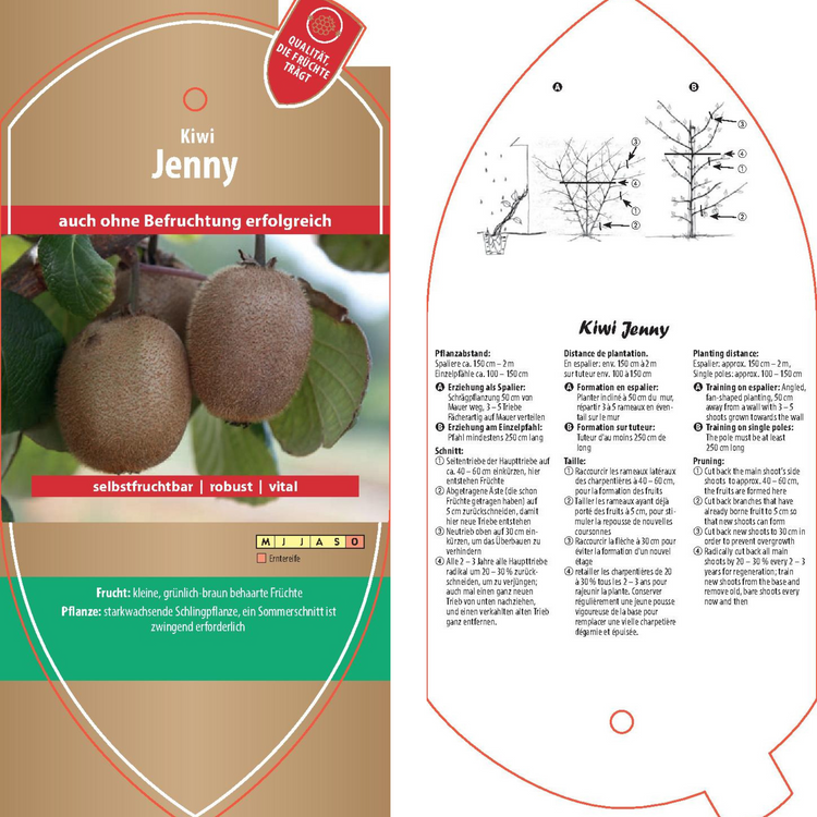 Picture labels - Actinidia deliciosa 'Jenny'