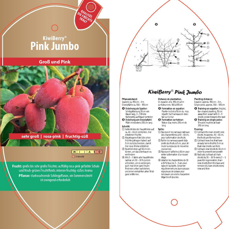 Picture labels - Actinidia arguta 'Pink Jumbo'