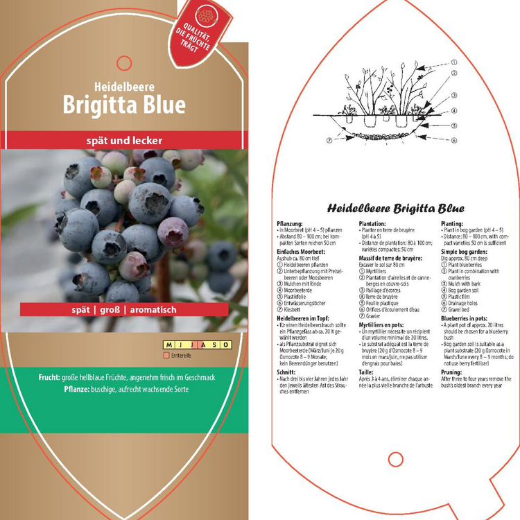 Bildetiketten - Vaccinium cor. 'Brigitta Blue'