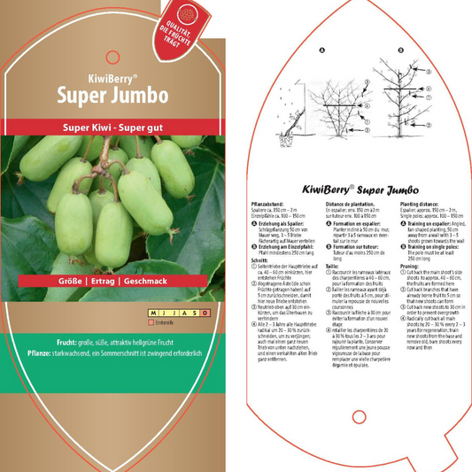 Picture labels - Actinidia arguta 'Super Jumbo'