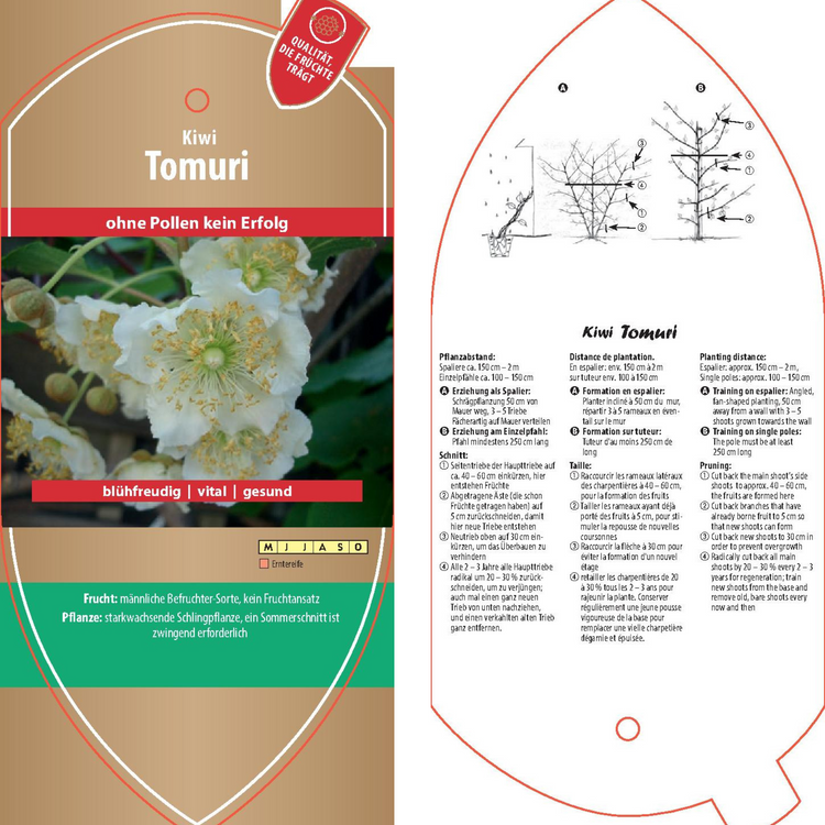 Picture labels - Actinidia deliciosa 'Tomuri'