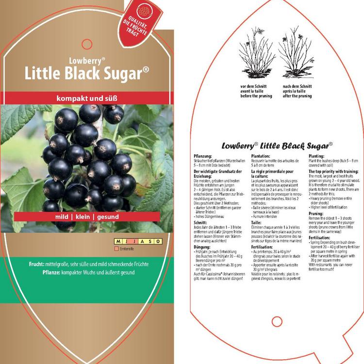 Bildetiketten - Ribes nigrum Lowberry® 'Little Black Sugar®'