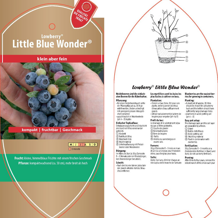 Bildetiketten - Vaccinium cor. Lowberry® 'Little Blue Wonder®'
