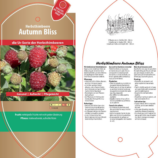 Bildetiketten - Rubus idaeus 'Autumn Bliss'