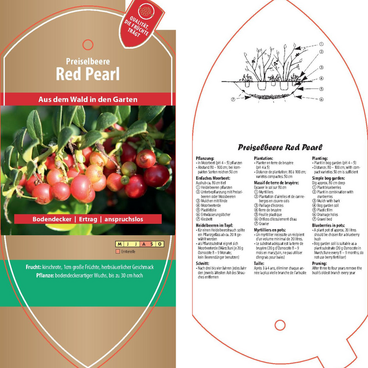 Bildetiketten - Vaccinium vitis-idea 'Red Pearl'