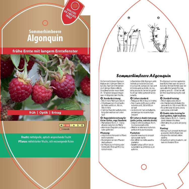 Bildetiketten - Rubus idaeus 'Algonquin'