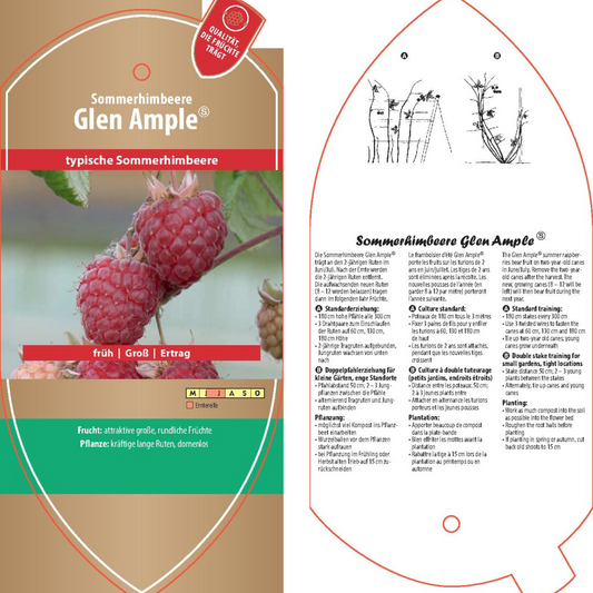 Picture labels - Rubus idaeus 'Glen Ample-PBR-'