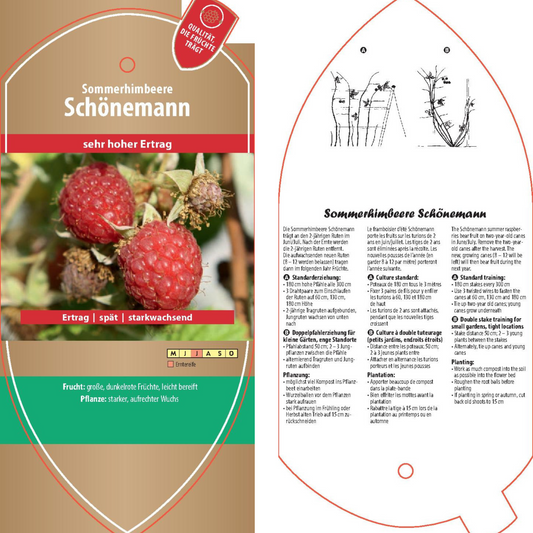 Bildetiketten - Rubus idaeus 'Schönemann'