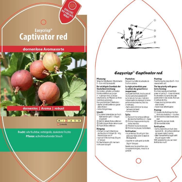 Bildetiketten - Ribes uva-crispa 'Captivator red'