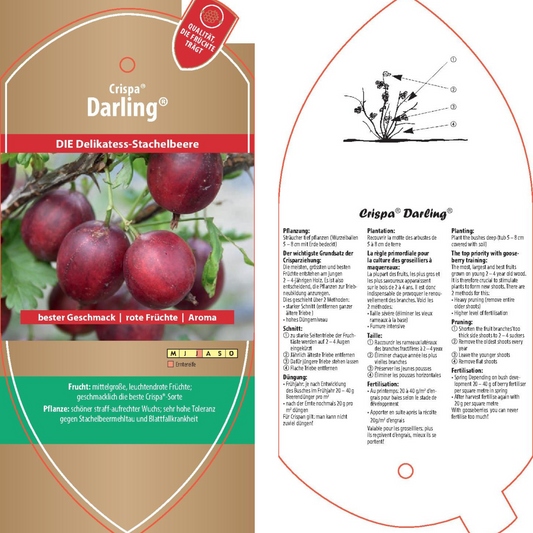 Picture labels - Ribes uva-crispa Crispa® 'Darling®'
