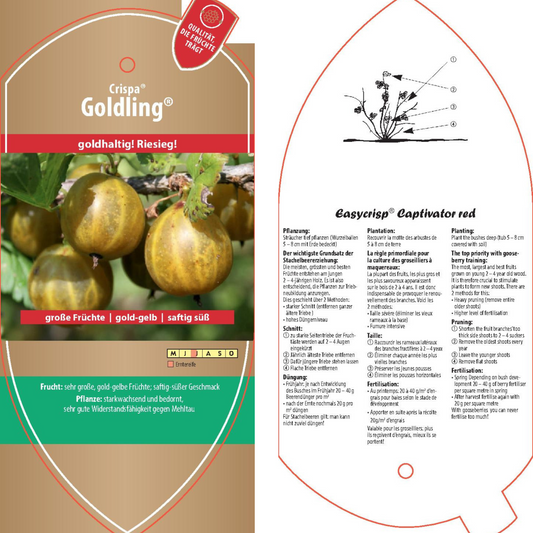 Picture labels - Ribes uva-crispa Crispa® 'Goldling®'