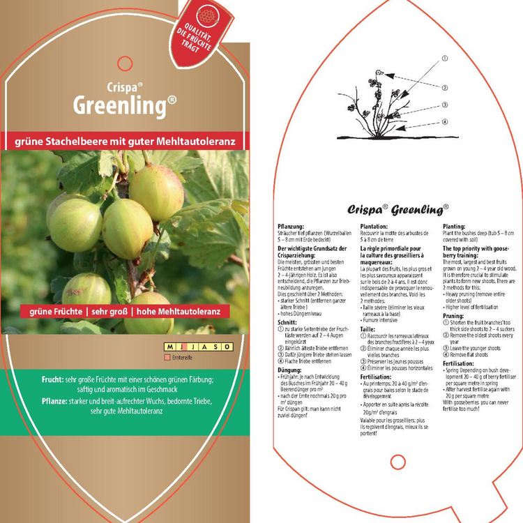 Picture labels - Ribes uva-crispa Crispa® 'Greenling®'