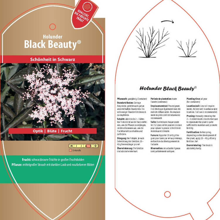 Bildetiketten - Sambucus nigra 'Black Beauty®'