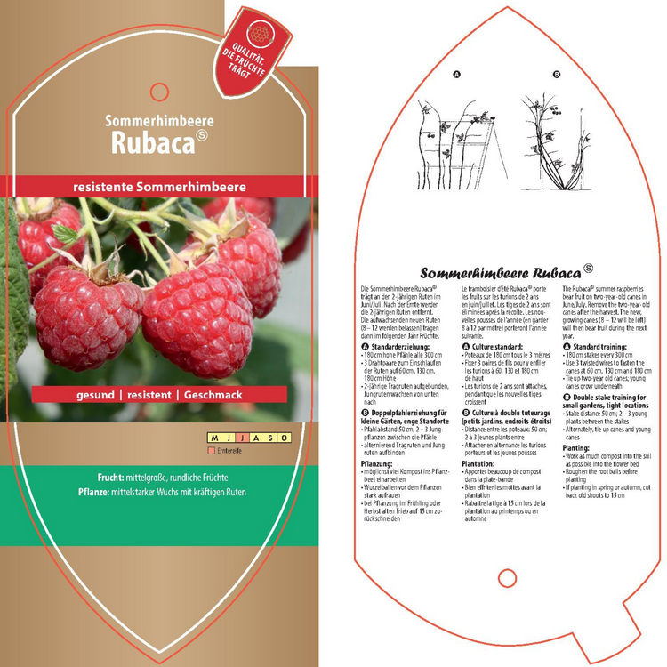 Bildetiketten - Rubus idaeus 'Rubaca-PBR-'