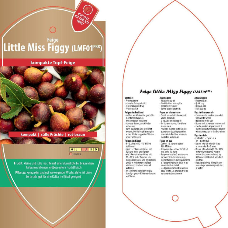 Bildetiketten - Ficus carica 'Little Miss Figgy'