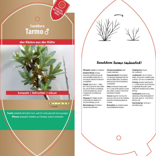Picture labels - Hippophae rham. 'tarmo'