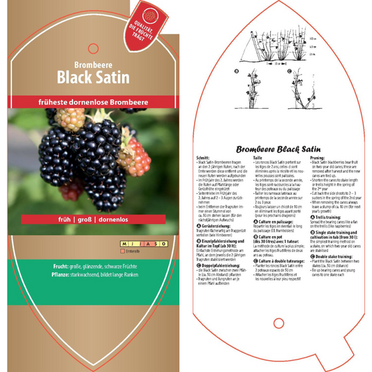 Bildetiketten - Rubus frut. 'Black Satin'