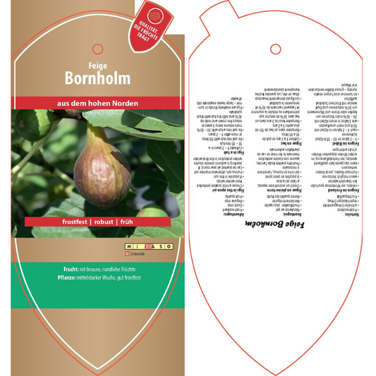 Picture labels - Ficus carica 'Bornholm'
