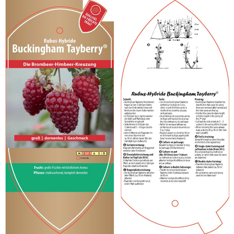 Bildetiketten - Rubus hybr. 'Buckingham Tayberry'