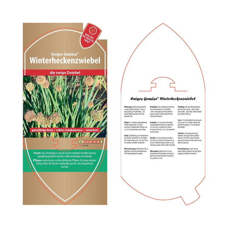 Bildetiketten - Allium fistolosum 'Winterheckenzwiebel'
