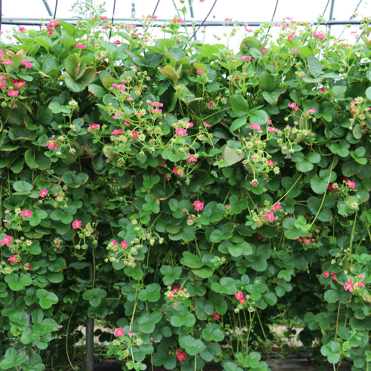 Strawberry Double Pleasure® 'Hanging Pink Wonder'® Young Plants