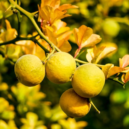 Bitter orange young plants
