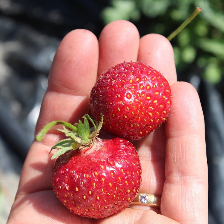 Strawberry Parfum® 'Fraisibelle'® young plants