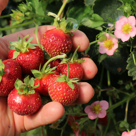 Erdbeere Double Pleasure® 'Delirose'®-Jungpflanzen