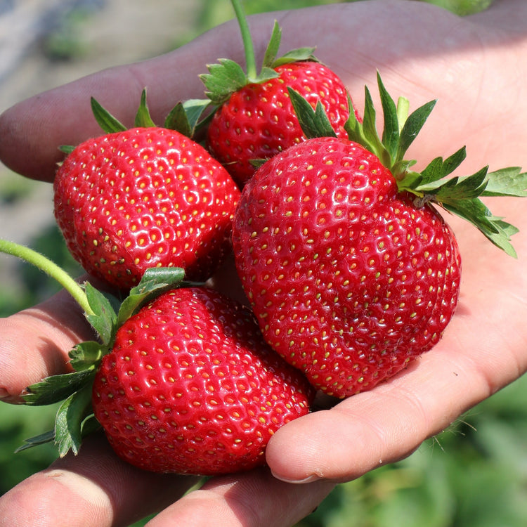 Erdbeere Frutium® 'Bonneure'®-Jungpflanzen