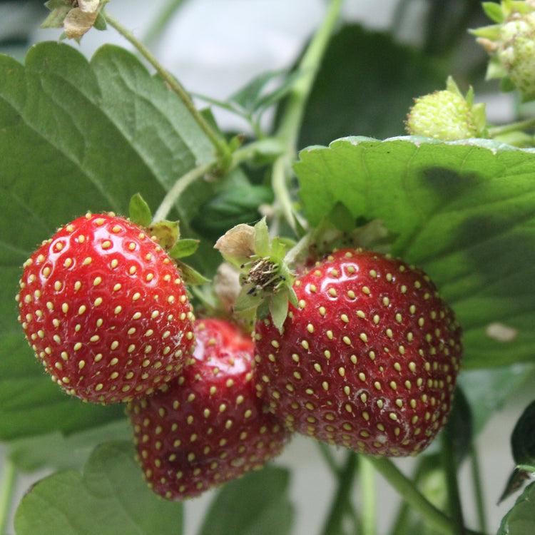 Strawberry Parfum® 'Freeclimber'® young plants